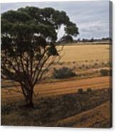 An Australian Tree Canvas Print