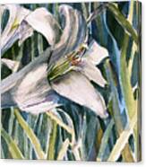 An Easter Lily Canvas Print