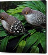 An Old Couple These Two Birds Canvas Print