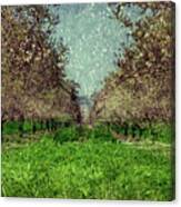 An Orchard In Blossom In The Eila Valley Canvas Print