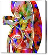 Anatomical Kidney Canvas Print