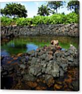 Anchialine Pond Canvas Print