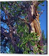 Ancient Bristlecone Pine Tree Composition 3, Inyo National Forest, White Mountains, California Canvas Print