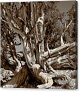 Ancient Bristlecone Pine Tree, Composition 5 Sepia Tone, Inyo National Forest, California Canvas Print