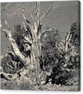 Ancient Bristlecone Pine Tree, Composition 9 Selenium Sepia Toned, Inyo National Forest, California Canvas Print