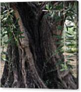 Ancient Old Olive Tree Spain Canvas Print