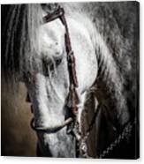 Andalusian Iii Canvas Print