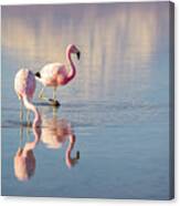 Andean Flamingos In Chile Canvas Print