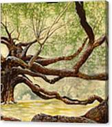 Angel Oak Canvas Print