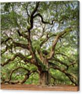 Angel Oak Tree Of Life Canvas Print