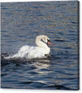 Angry Swan On The Water Canvas Print