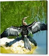 Anhinga Sunning Canvas Print