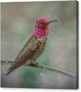 Anna's Hummingbird 5024 Canvas Print