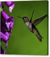 Anna's Hummingbird With Fox Glove Flowers Canvas Print