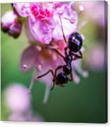 Ant On The Pink Flower Canvas Print