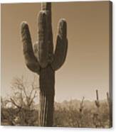 Antique Sepia Saguaro Cactus Canvas Print