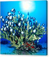 Antler Coral And Reef Fis Canvas Print