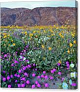 Anza Borrego Desert Super Bloom Canvas Print