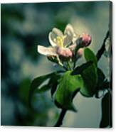 Apple Blossom Canvas Print