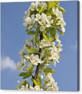 Apple Blossom In Spring Canvas Print