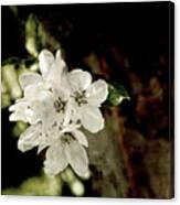 Apple Blossom Paper Canvas Print