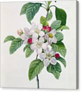 Apple Blossom Canvas Print