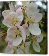 Apple Blossom Special 2 Canvas Print
