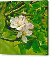 Apple Flowers. Canvas Print
