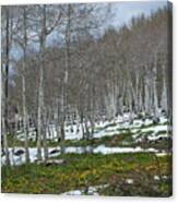 Approaching Spring In The Aspen Forest Canvas Print