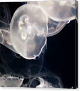 Aquarium Of The Pacific Jumping Jellies Canvas Print