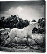 Arabian Horse Running In The Field Black And White Canvas Print