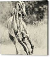 Arabian Horse Running On Sunny Meadow Canvas Print