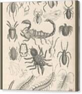 Arachnides. Myriapoda Canvas Print