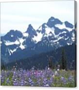 Arctic Wildflower Meadow At Snowy Peaks Canvas Print