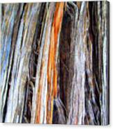Arizona Desert Tree Texture Canvas Print