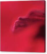 As Red As Can Be Canvas Print