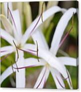 Asiatic Poison Lily 2 Canvas Print