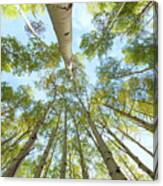 Aspen Canopy Canvas Print