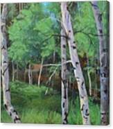 Aspen Forest Canvas Print
