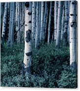 Aspen Forest Trees Ii Canvas Print