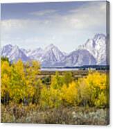 Aspen Gold In The Tetons Canvas Print