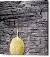 Aspen Leaf On Bark Canvas Print
