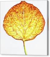 Aspen Leaf - Orange And Yellow Canvas Print