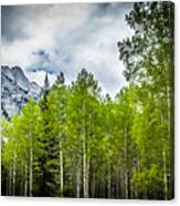 Aspen Trees Canadian Rockies Canvas Print