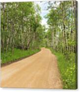 Dirt Road With Aspen Trees Canvas Print