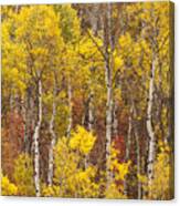 Aspen Trees With Vibrant Fall Foliage, Colorado, Usa Canvas Print