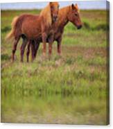 Assateague Ponies In The Marsh Canvas Print