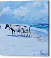 Assateague Wild Ponies Canvas Print