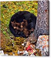 At Rest After A Jasper Feast Canvas Print