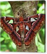 Atlas Moth In A Tree Canvas Print